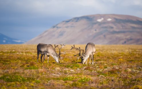 Landscape with wild reindeer. Summer Svalbard.  with massive antlers horns deer  On the Sunset, Norway. Wildlife scene from nature Spitsbergen 